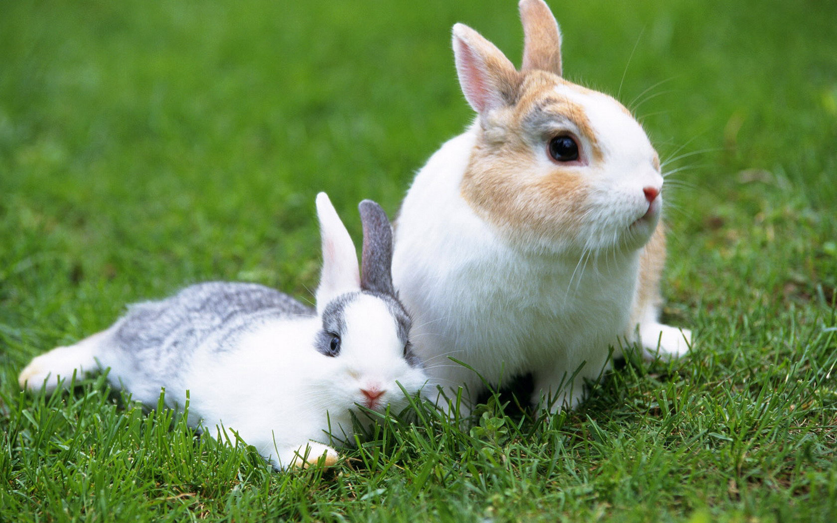 Best Rabbit & Bunny background ID:249206 for High Resolution hd 1680x1050 PC