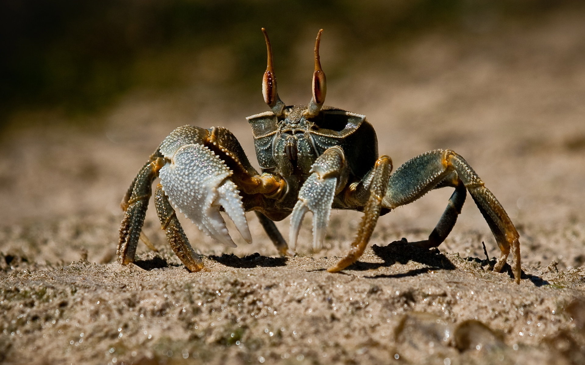 Free Crab high quality background ID:294313 for hd 1920x1200 computer