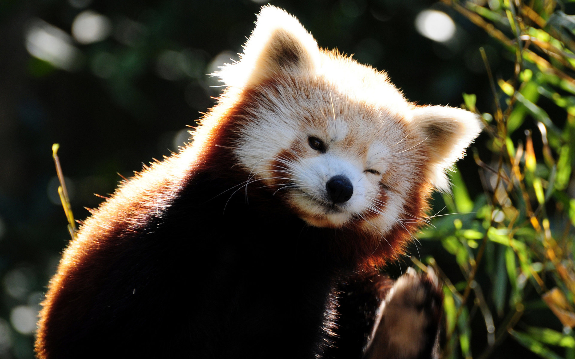 Free download Red Panda background ID:64053 hd 1920x1200 for PC