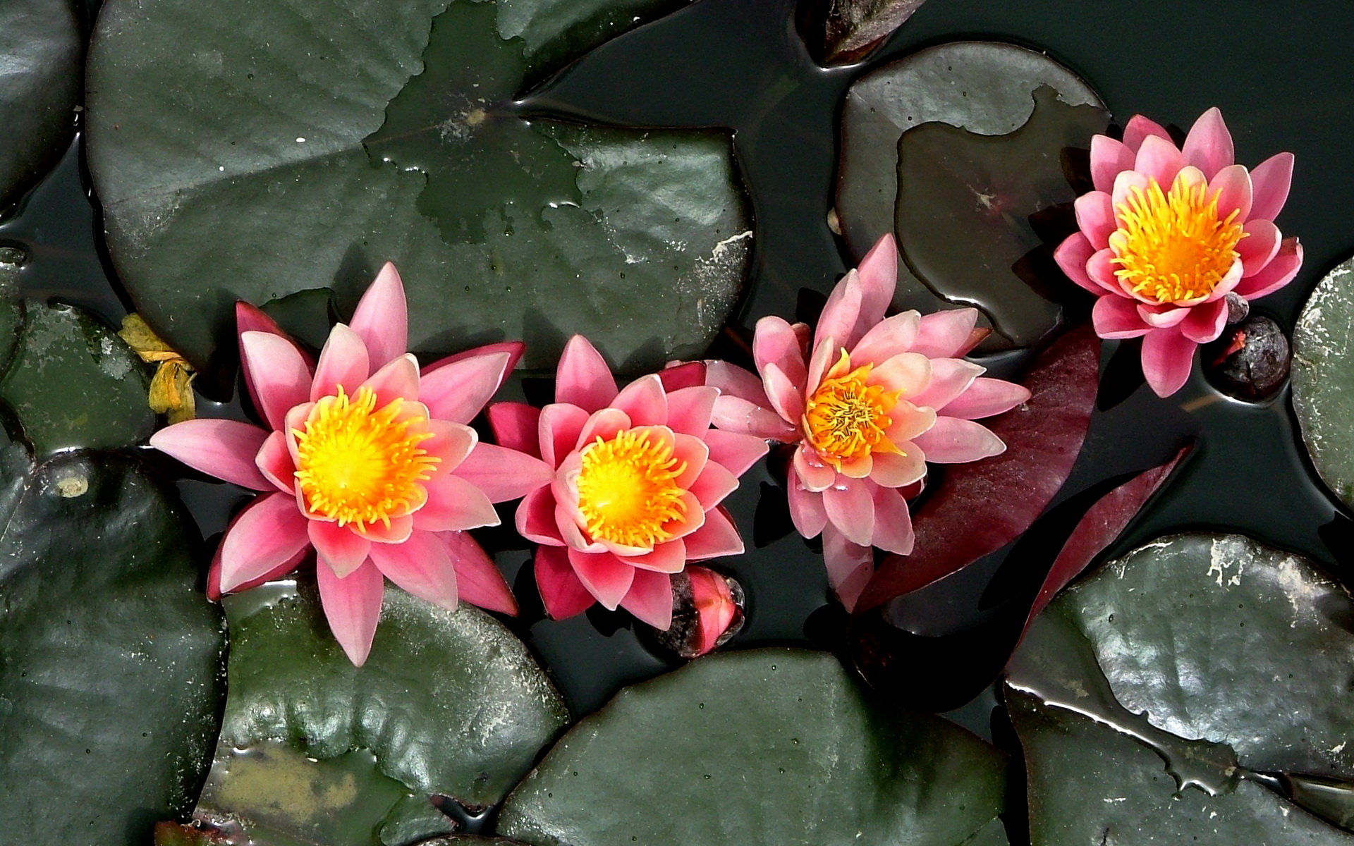 Free download Water Lily wallpaper ID:366194 hd 1920x1200 for computer
