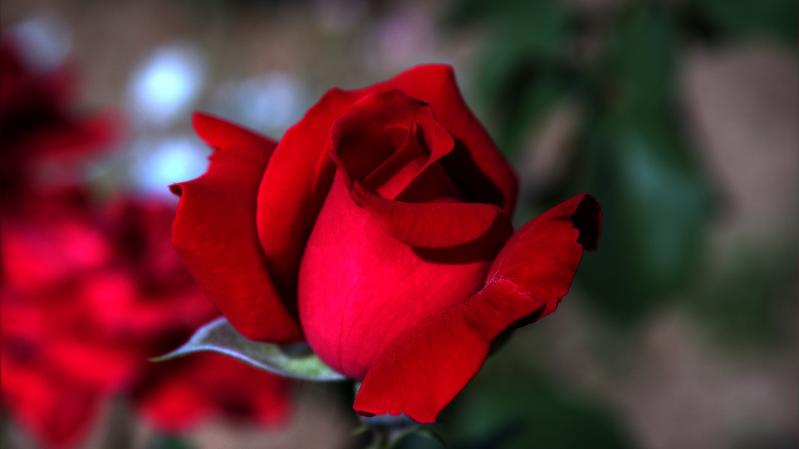 Awesome Rose free background ID:472345 for hd 2560x1440 PC