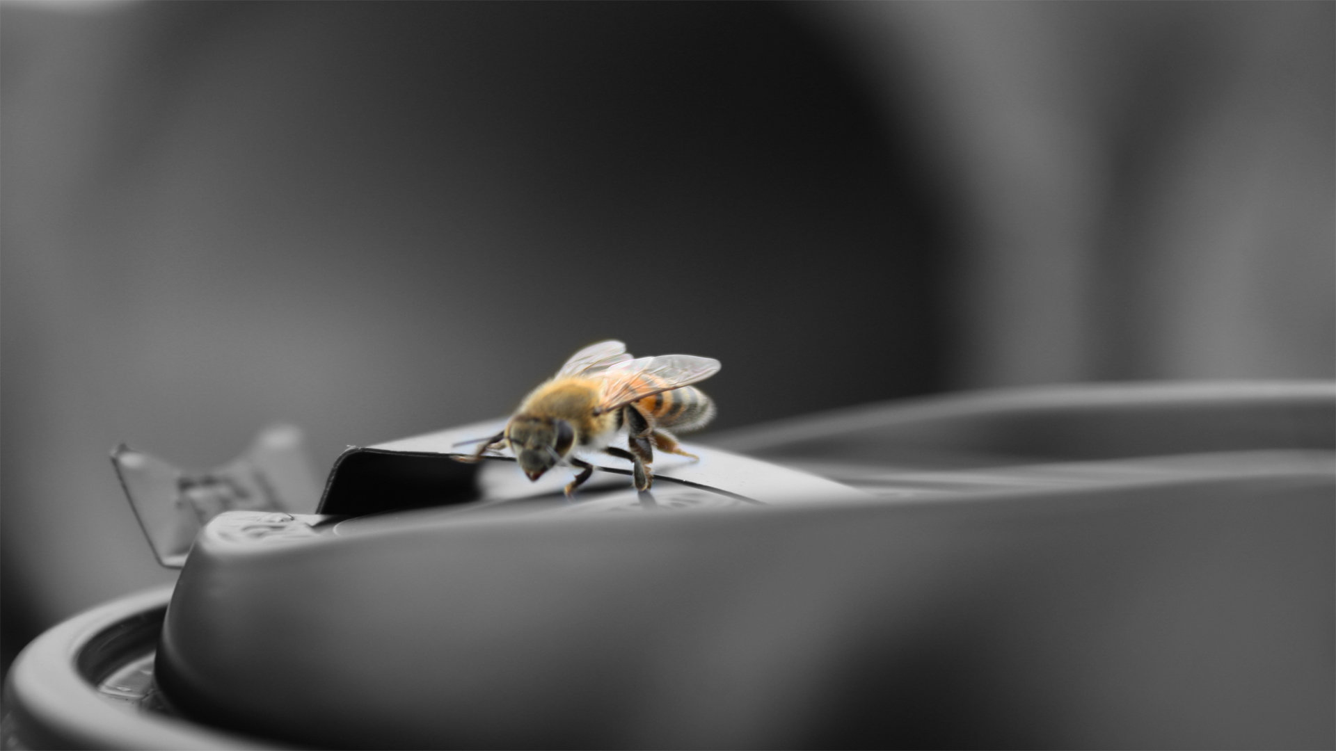 High resolution Bee full hd 1080p wallpaper ID:460746 for PC