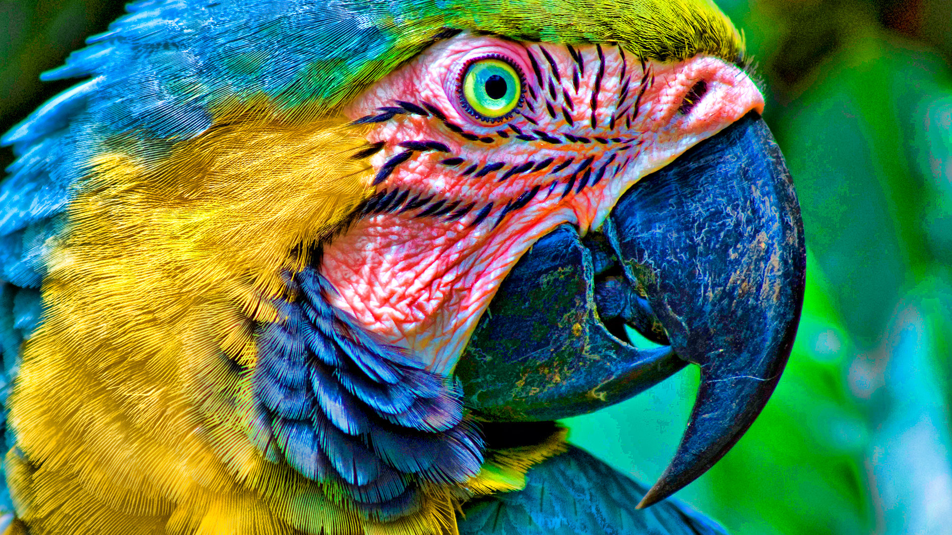Free download Macaw background ID:46302 full hd 1080p for PC