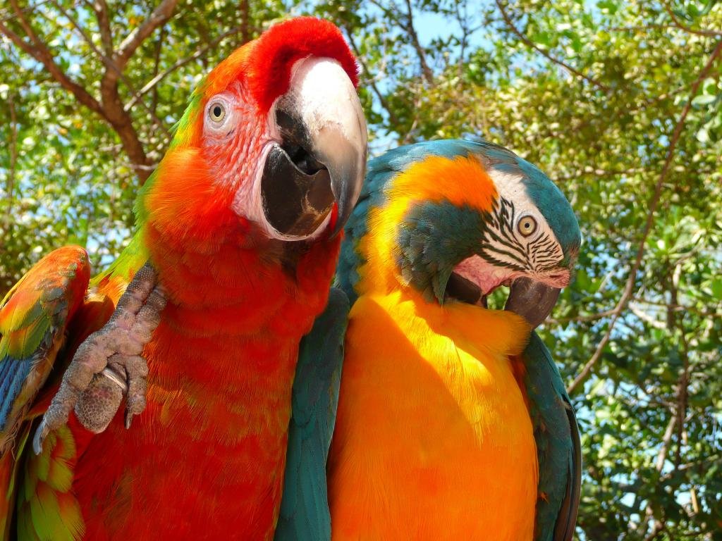 Free Macaw high quality wallpaper ID:46303 for hd 1024x768 PC