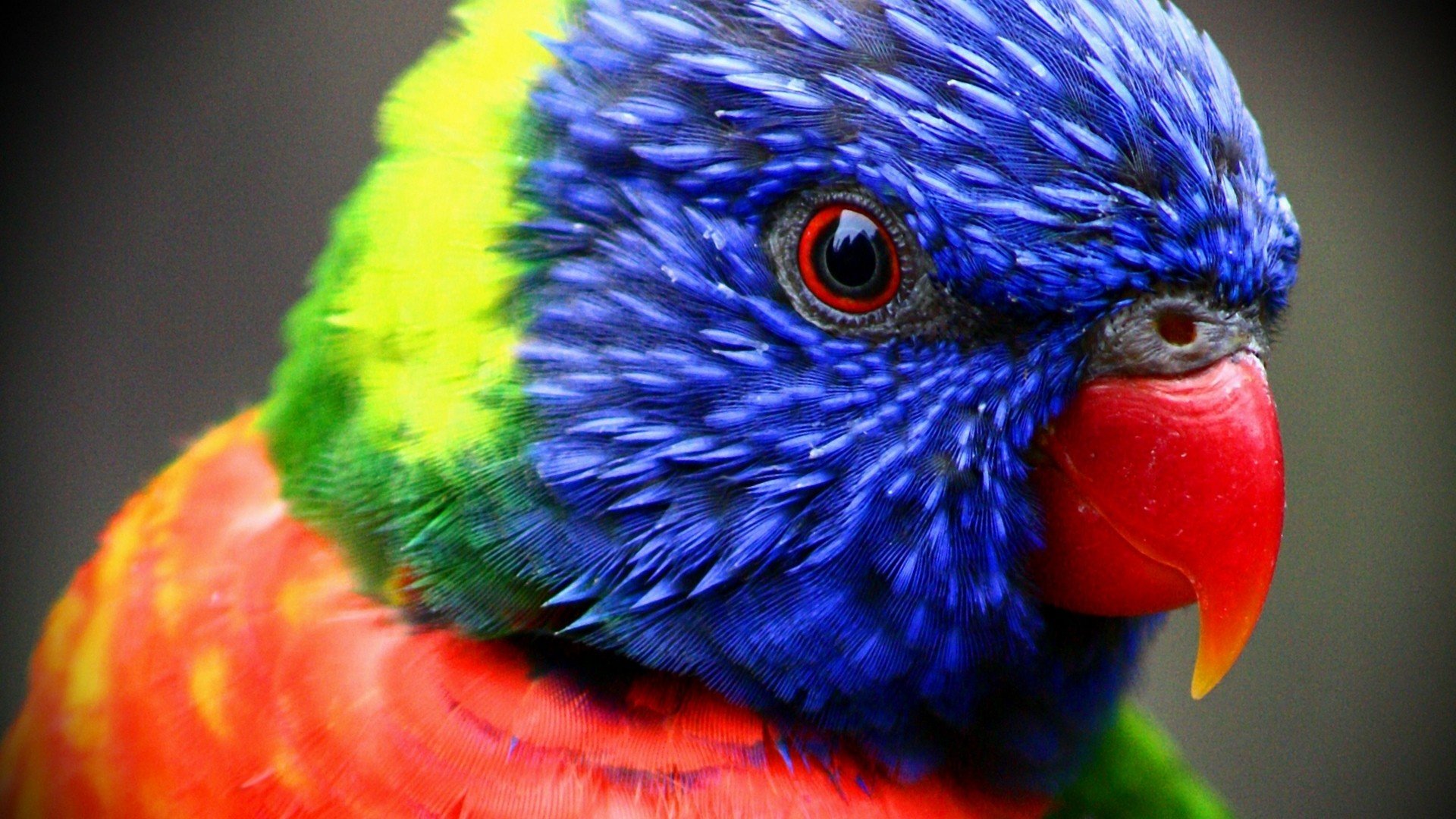 Awesome Rainbow Lorikeet free background ID:10199 for full hd computer