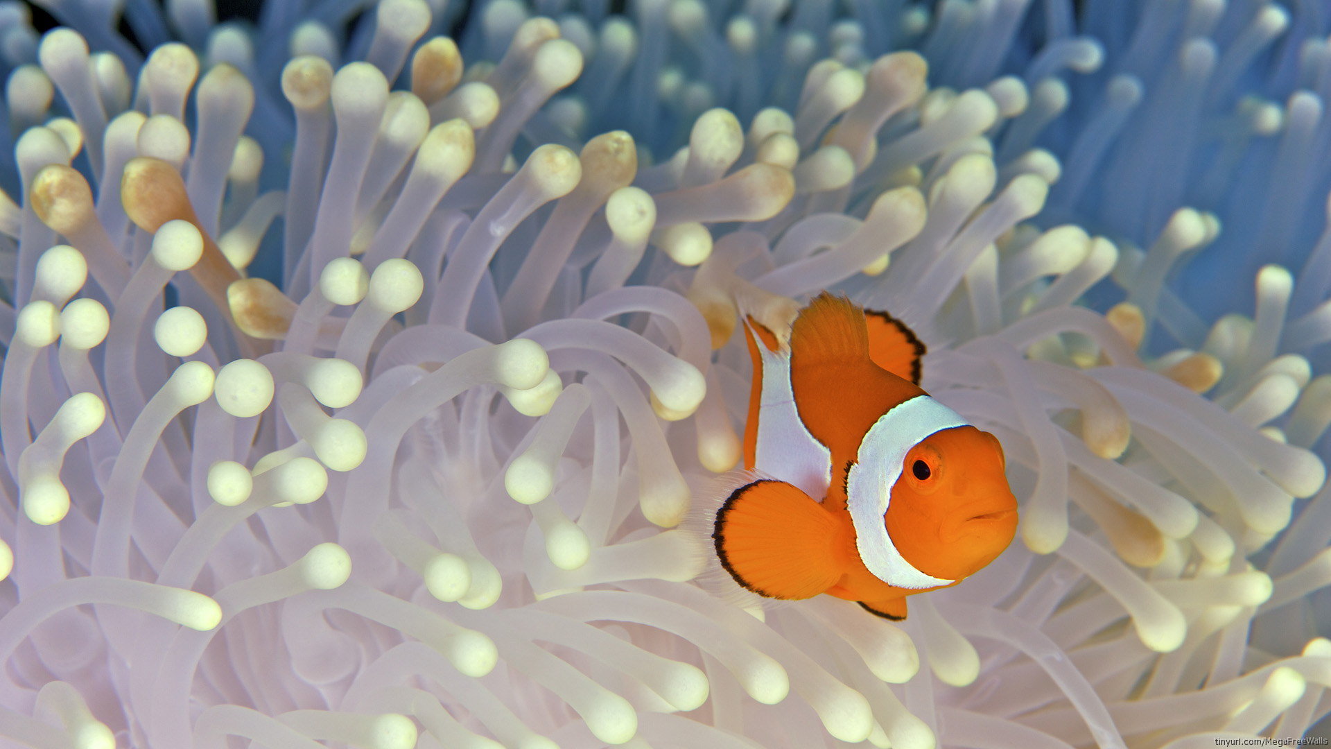 Free download Clownfish background ID:53247 full hd 1920x1080 for computer