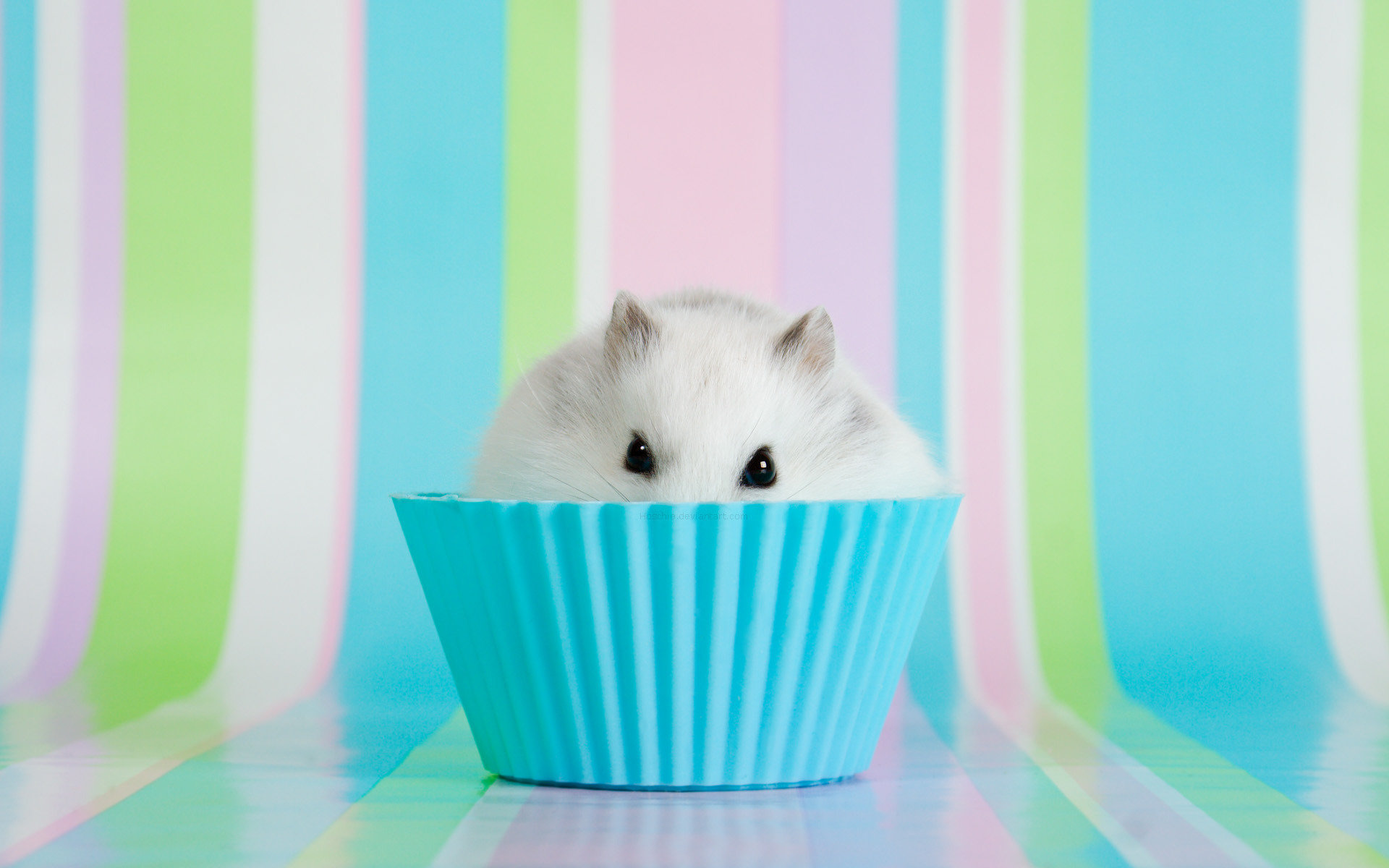Free download Hamster background ID:234054 hd 1920x1200 for desktop