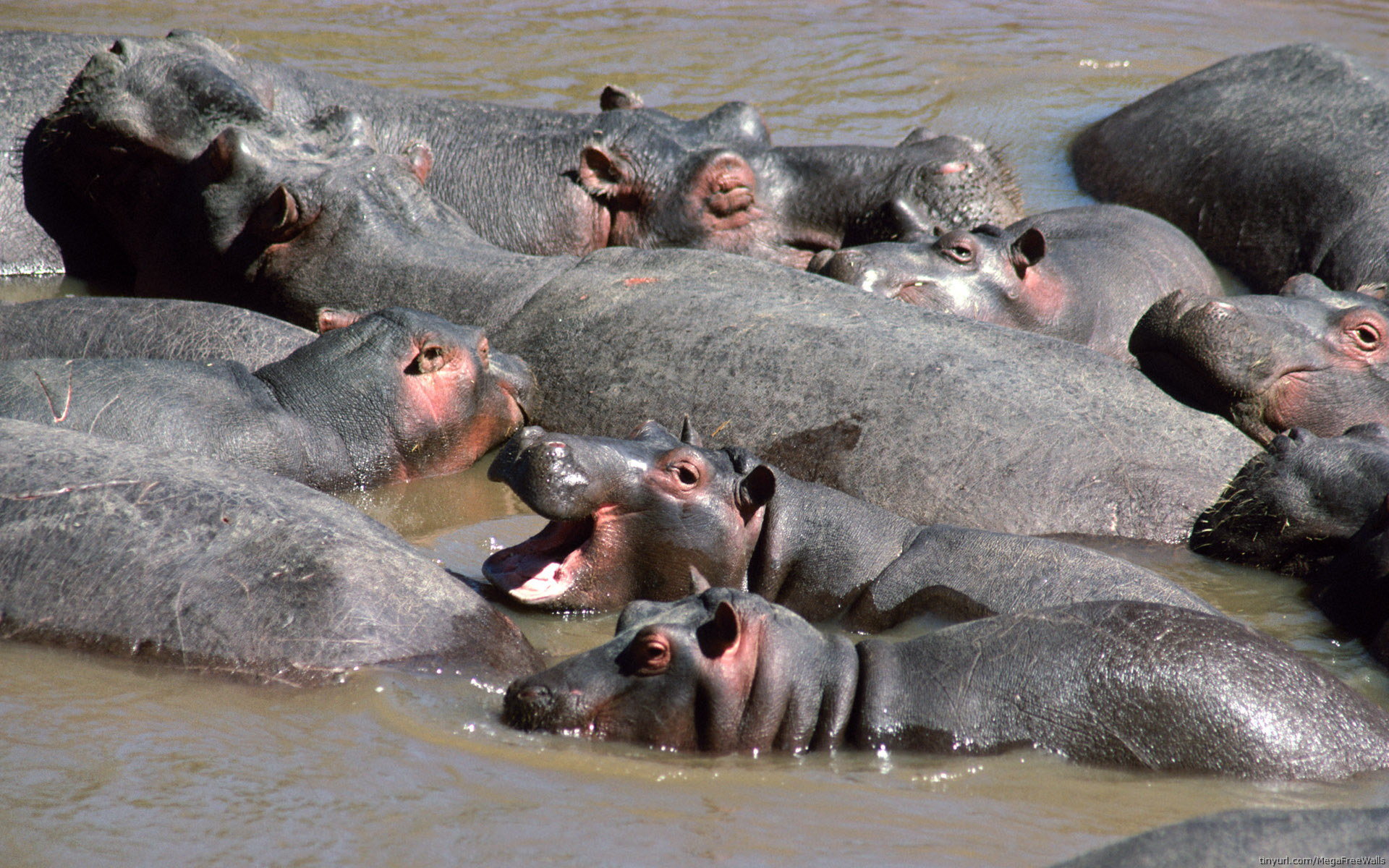 Free Hippo high quality wallpaper ID:28836 for hd 1920x1200 PC