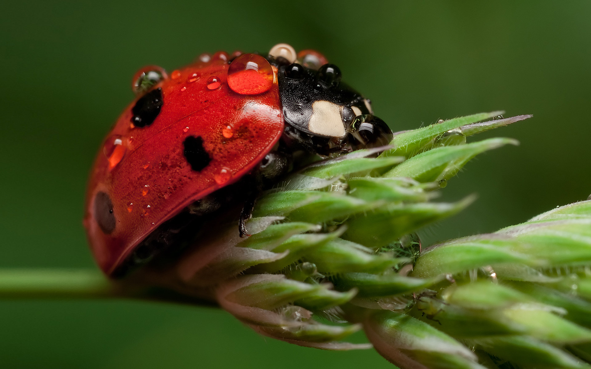 Awesome Ladybug free wallpaper ID:270331 for hd 1920x1200 PC