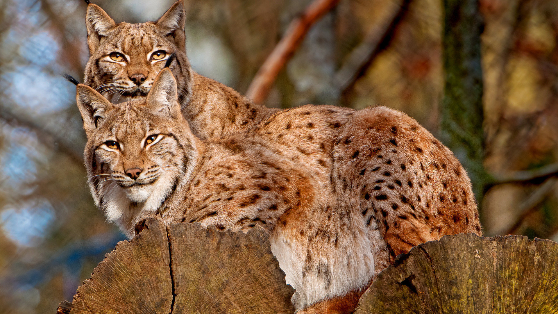 Awesome Lynx free background ID:105795 for full hd 1080p PC