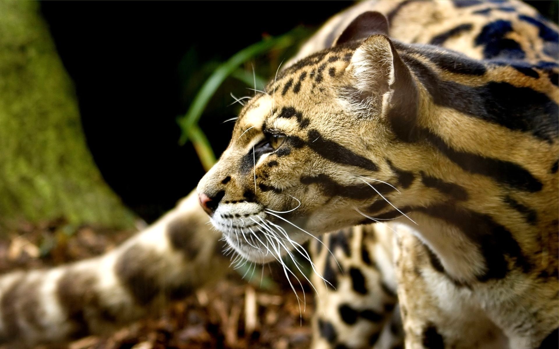Best Ocelot background ID:146307 for High Resolution hd 1920x1200 PC