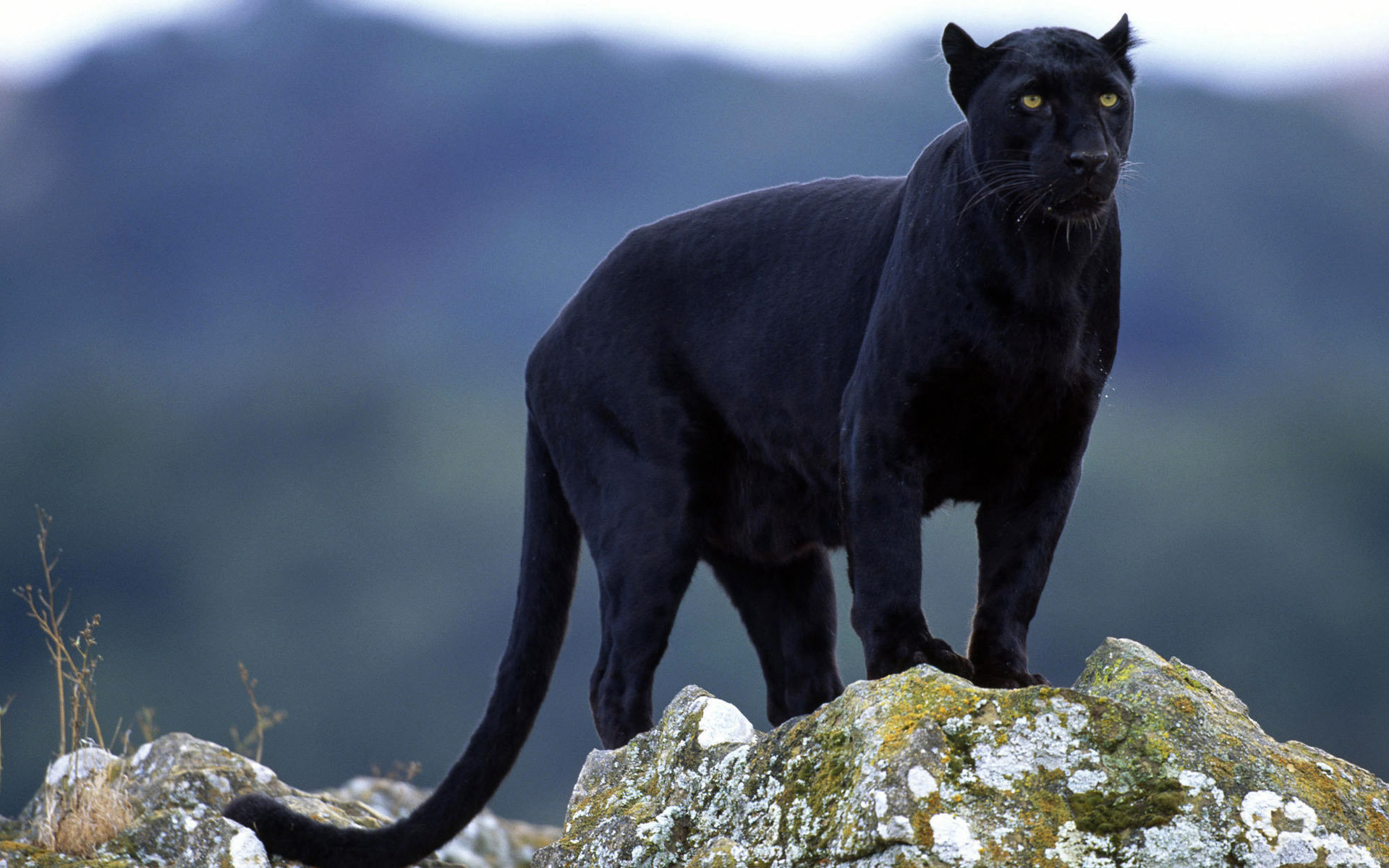 Free Panther high quality wallpaper ID:357139 for hd 1920x1200 PC