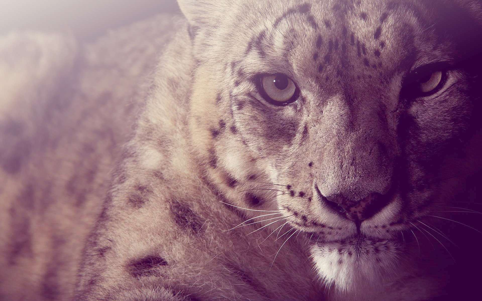 Free Snow Leopard high quality background ID:34290 for hd 1920x1200 PC