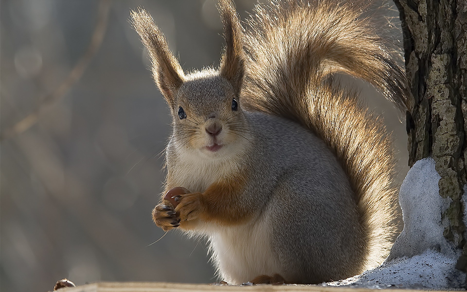 Awesome Squirrel free background ID:311500 for hd 1920x1200 PC