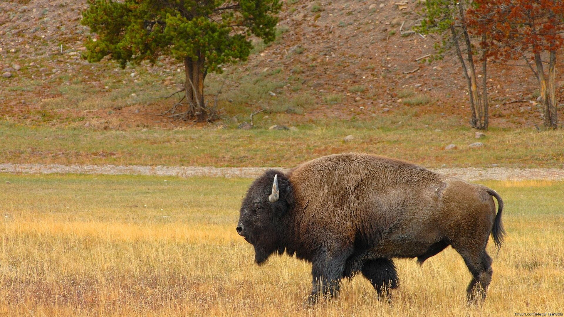 Best Bison wallpaper ID:130630 for High Resolution full hd 1920x1080 computer
