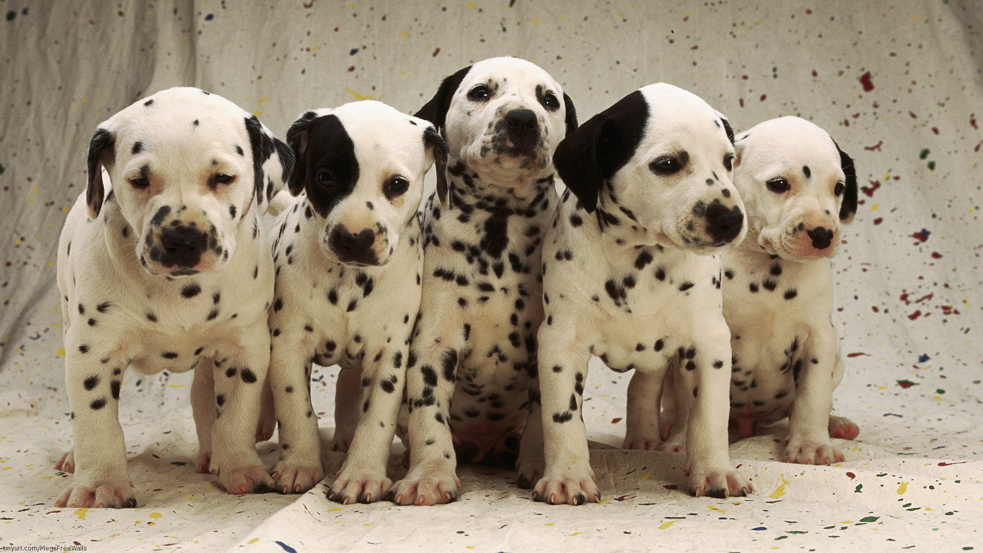 High resolution Dalmatian full hd background ID:433554 for PC