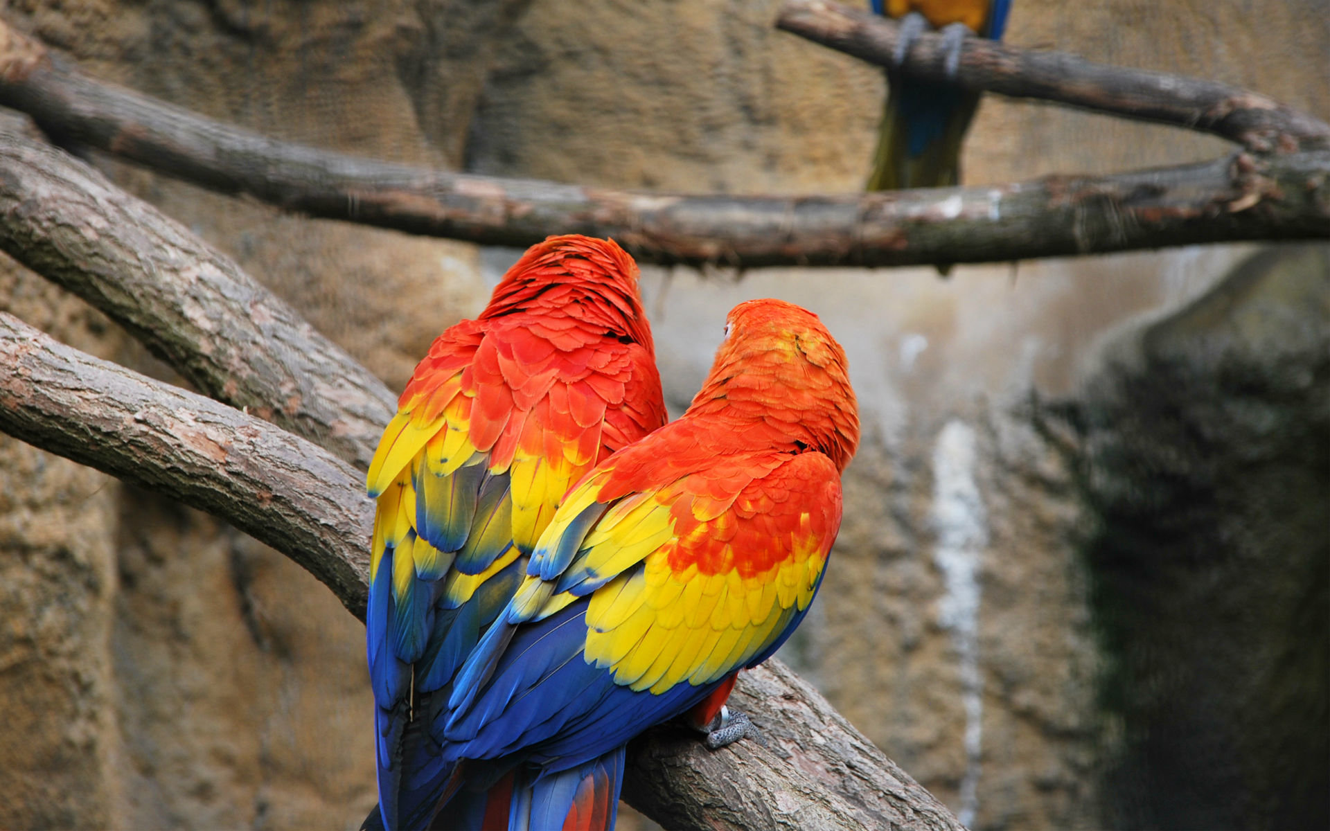 Best Macaw wallpaper ID:46406 for High Resolution hd 1920x1200 computer