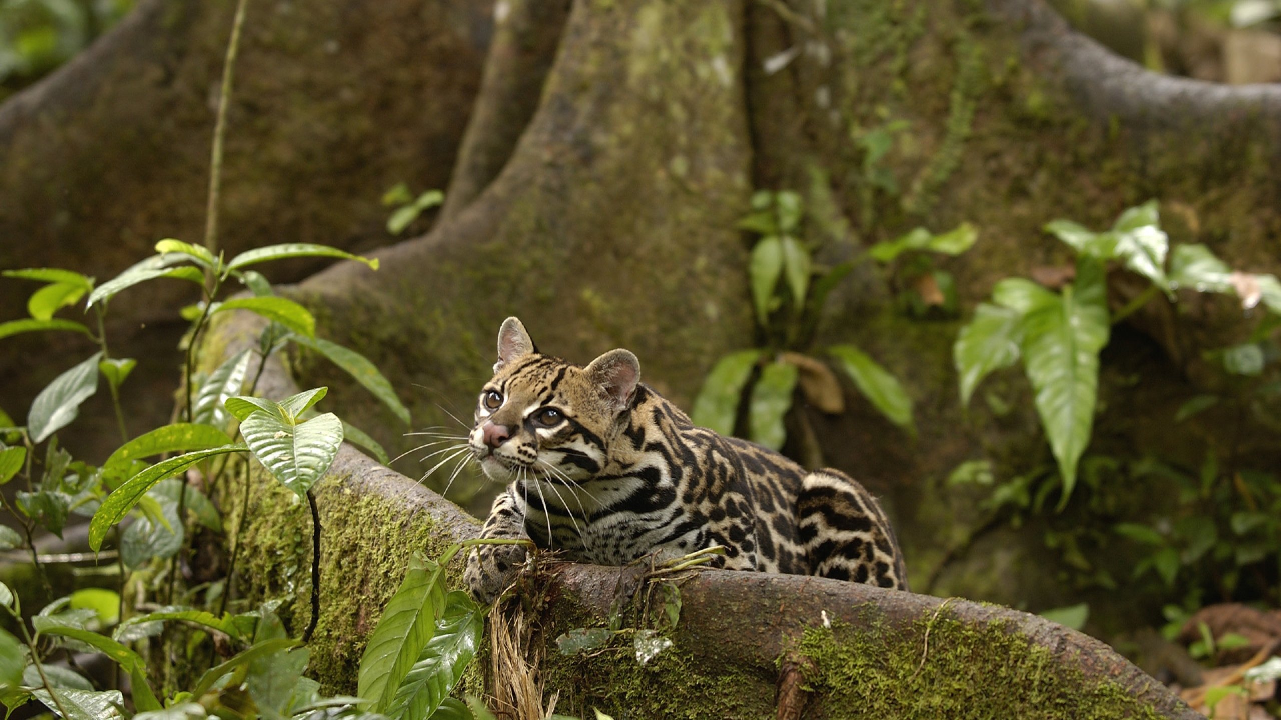 Awesome Ocelot free wallpaper ID:146290 for hd 2560x1440 computer