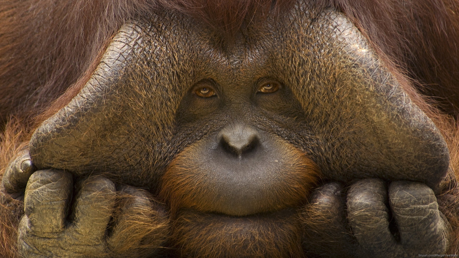 Download hd 1080p Orangutan computer wallpaper ID:70049 for free