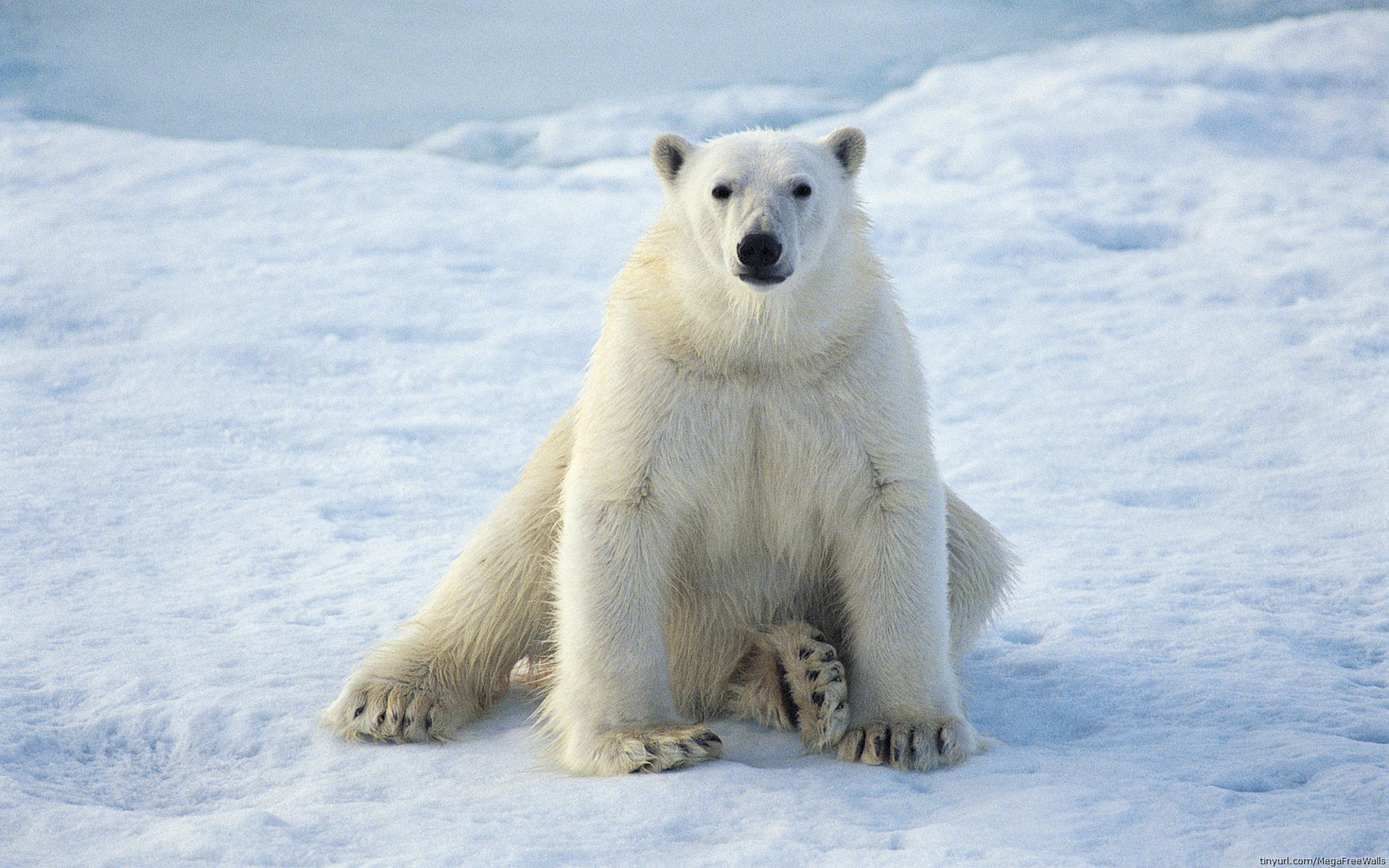 Download hd 1920x1200 Polar Bear computer background ID:359737 for free