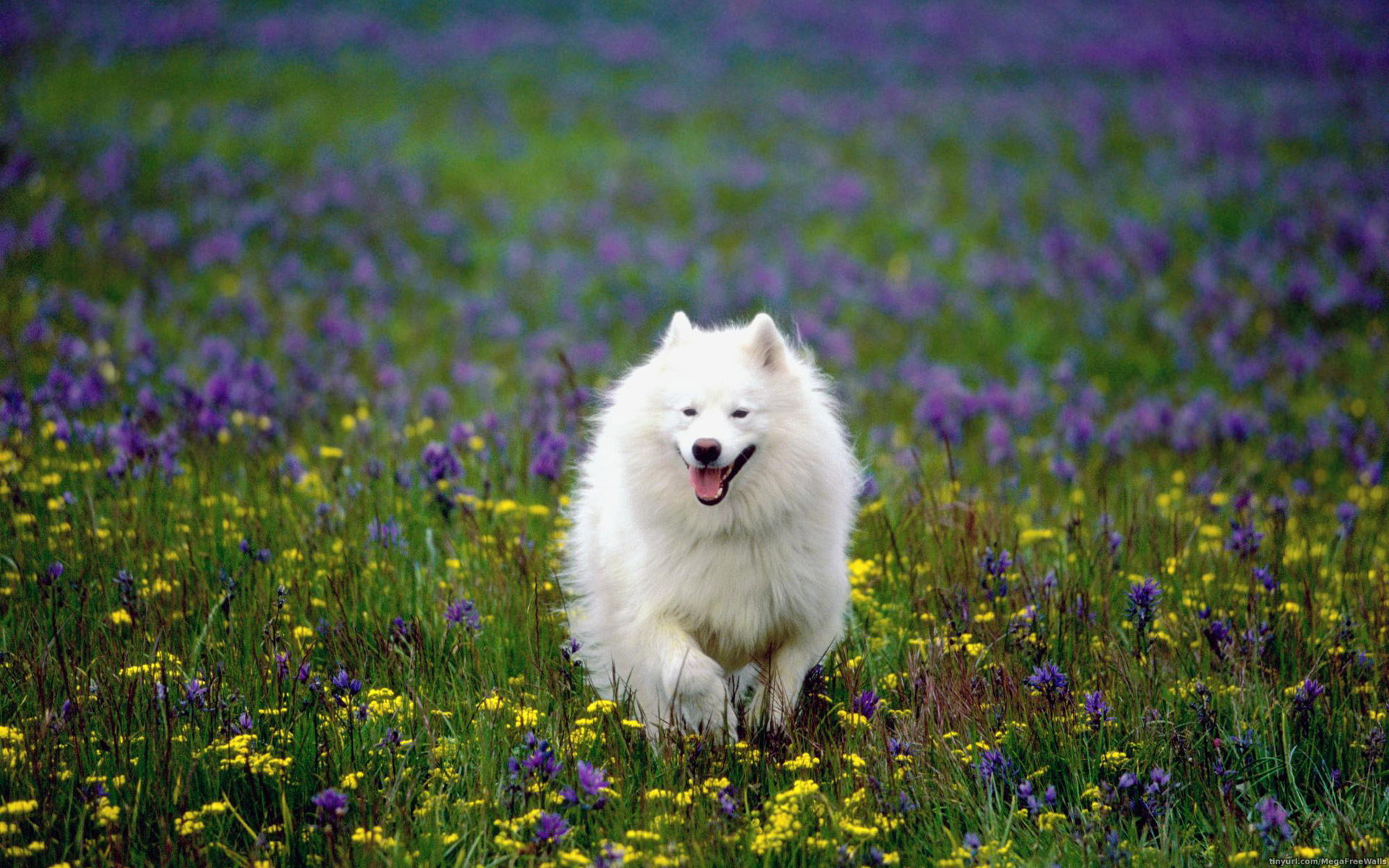 Free download Samoyed background ID:63144 hd 1920x1200 for PC