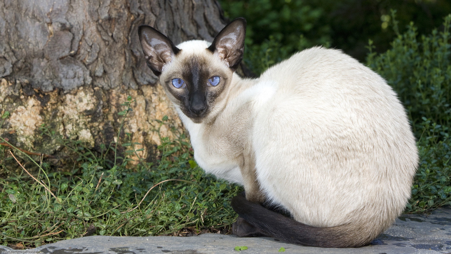 Best Siamese Cat wallpaper ID:53375 for High Resolution full hd computer