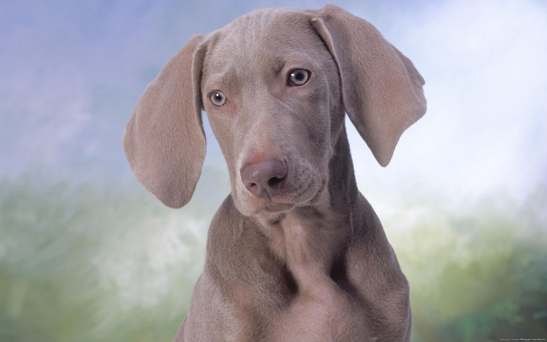 Free download Weimaraner background ID:9648 hd 1920x1200 for PC