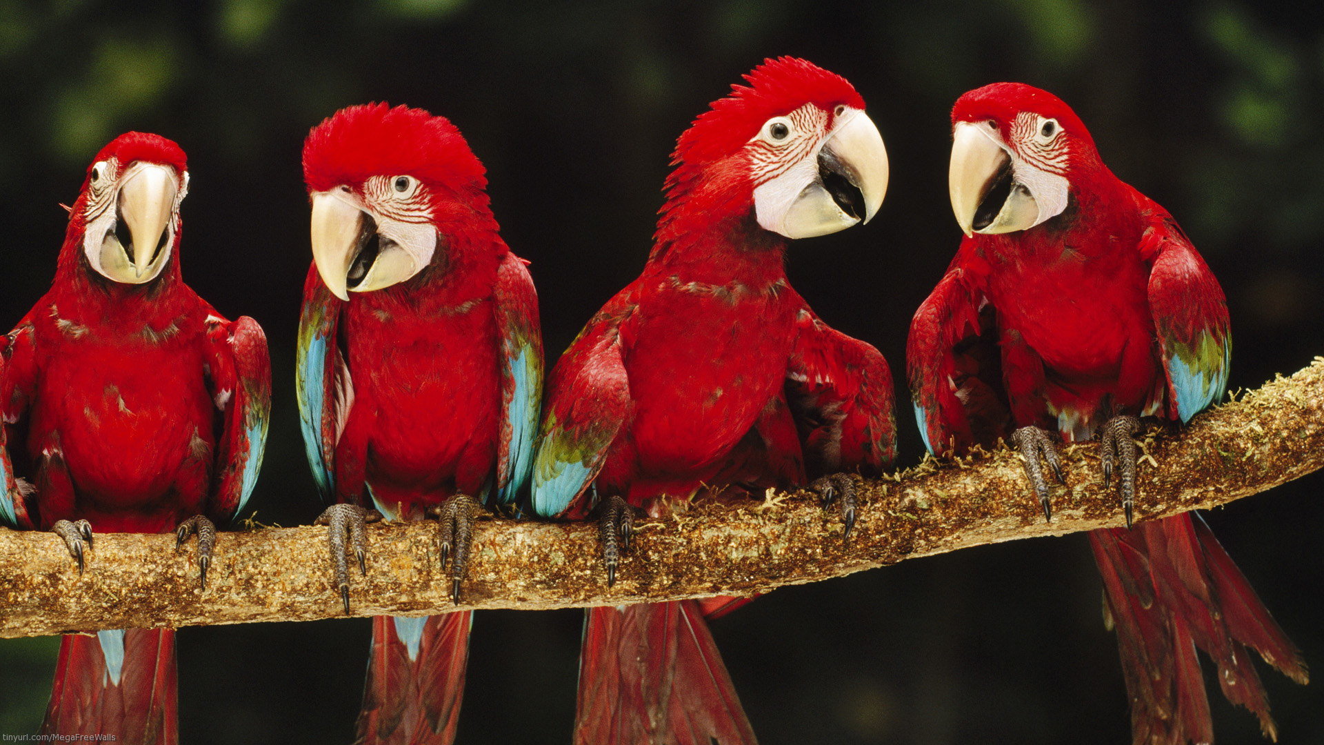 Free Macaw high quality wallpaper ID:46364 for full hd 1920x1080 PC