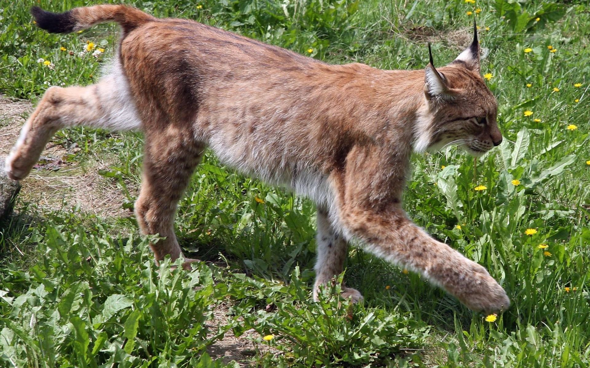 Awesome Lynx free wallpaper ID:105941 for hd 1920x1200 PC