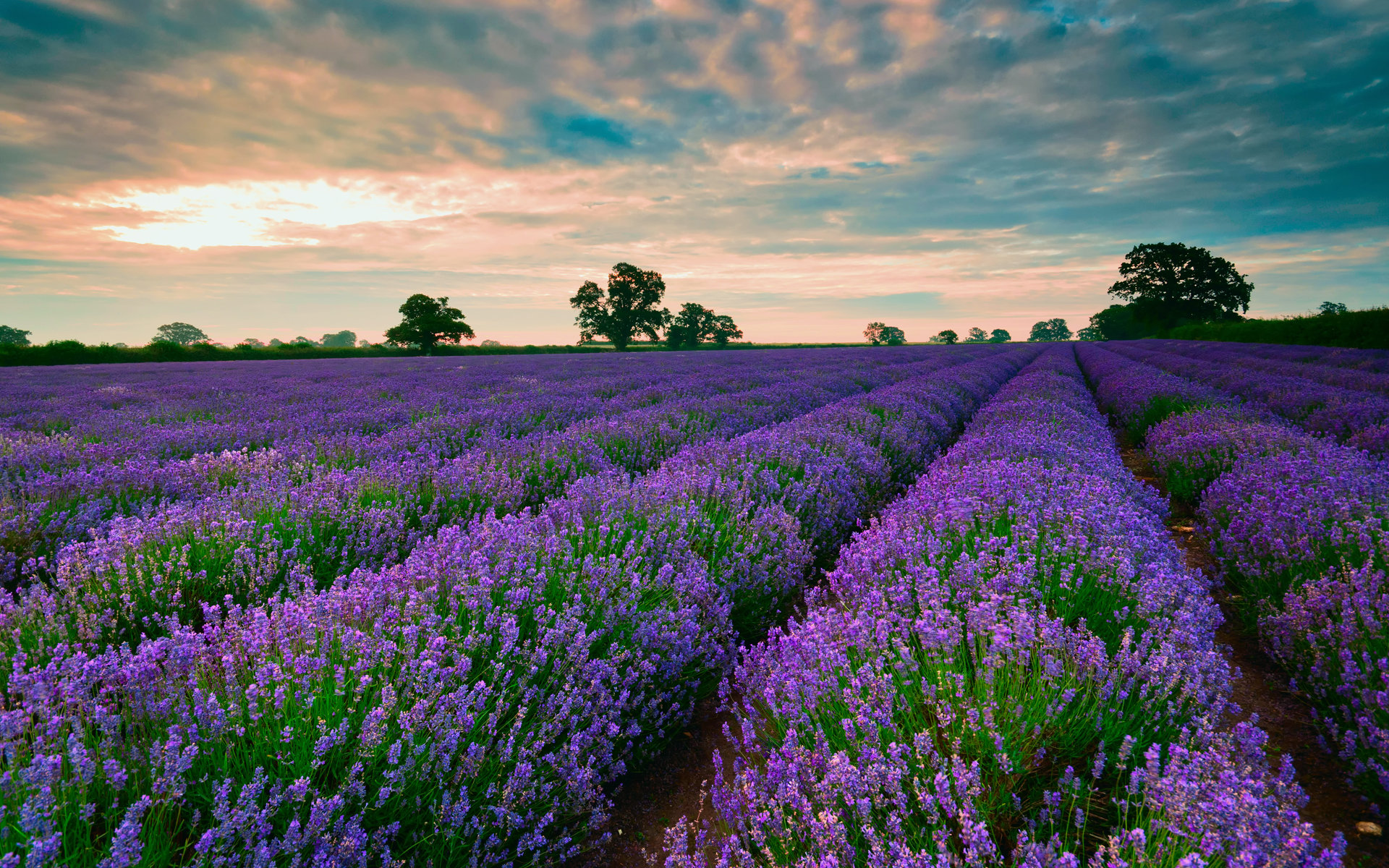 Awesome Lavender free background ID:67436 for hd 1920x1200 PC