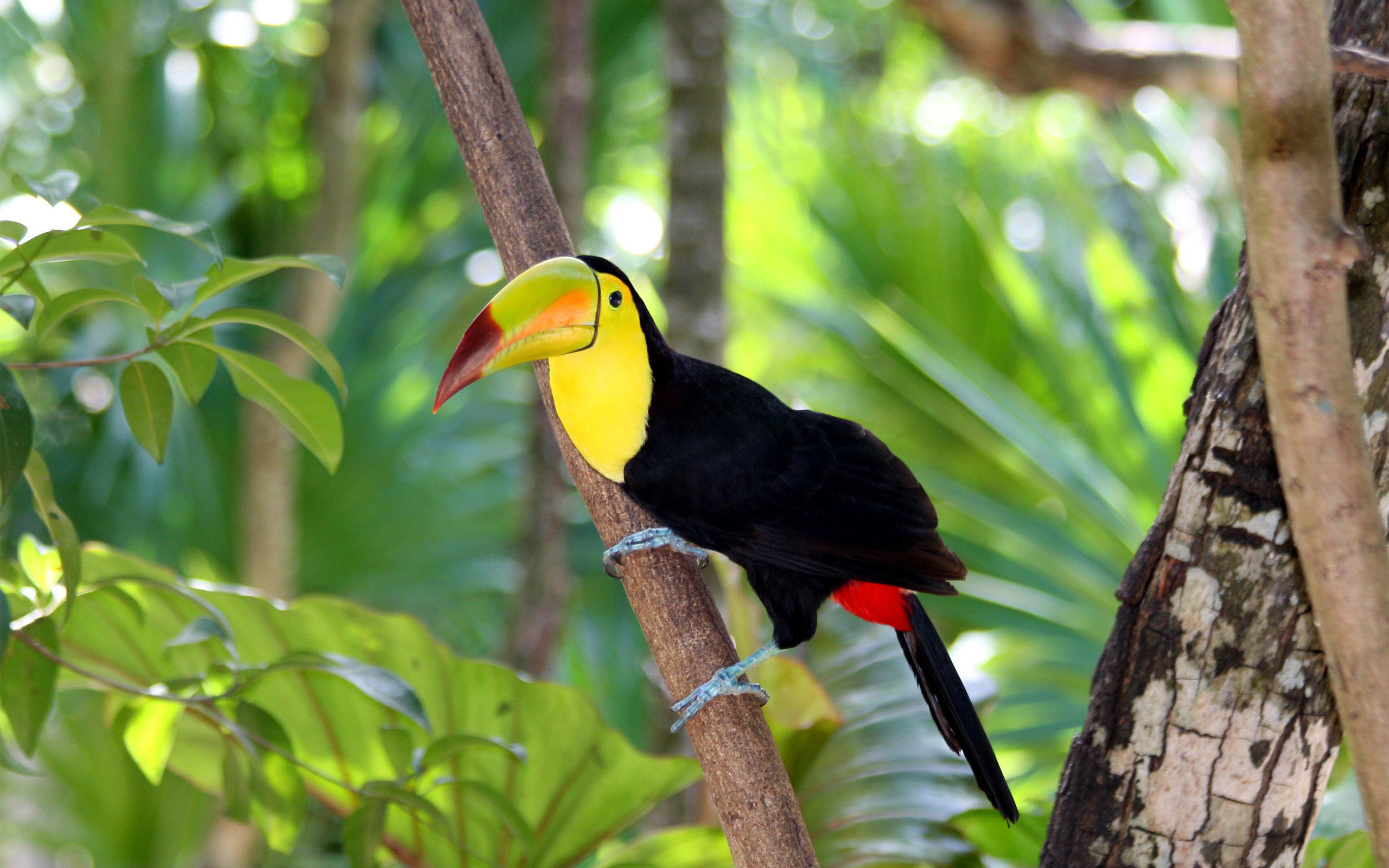Download hd 2560x1600 Toucan computer wallpaper ID:57265 for free
