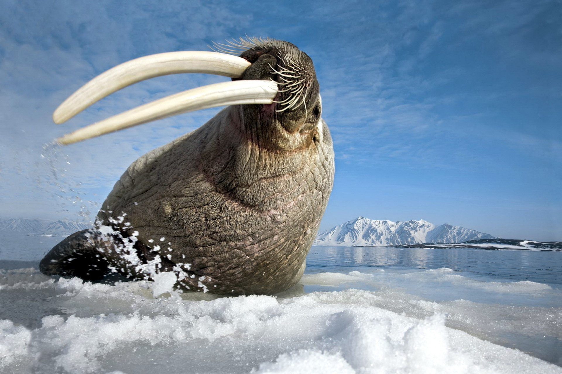 Awesome Walrus free wallpaper ID:394832 for hd 1920x1280 PC