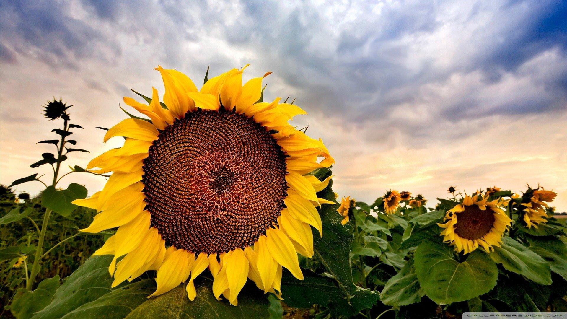 Awesome Sunflower free background ID:226570 for hd 1920x1080 computer