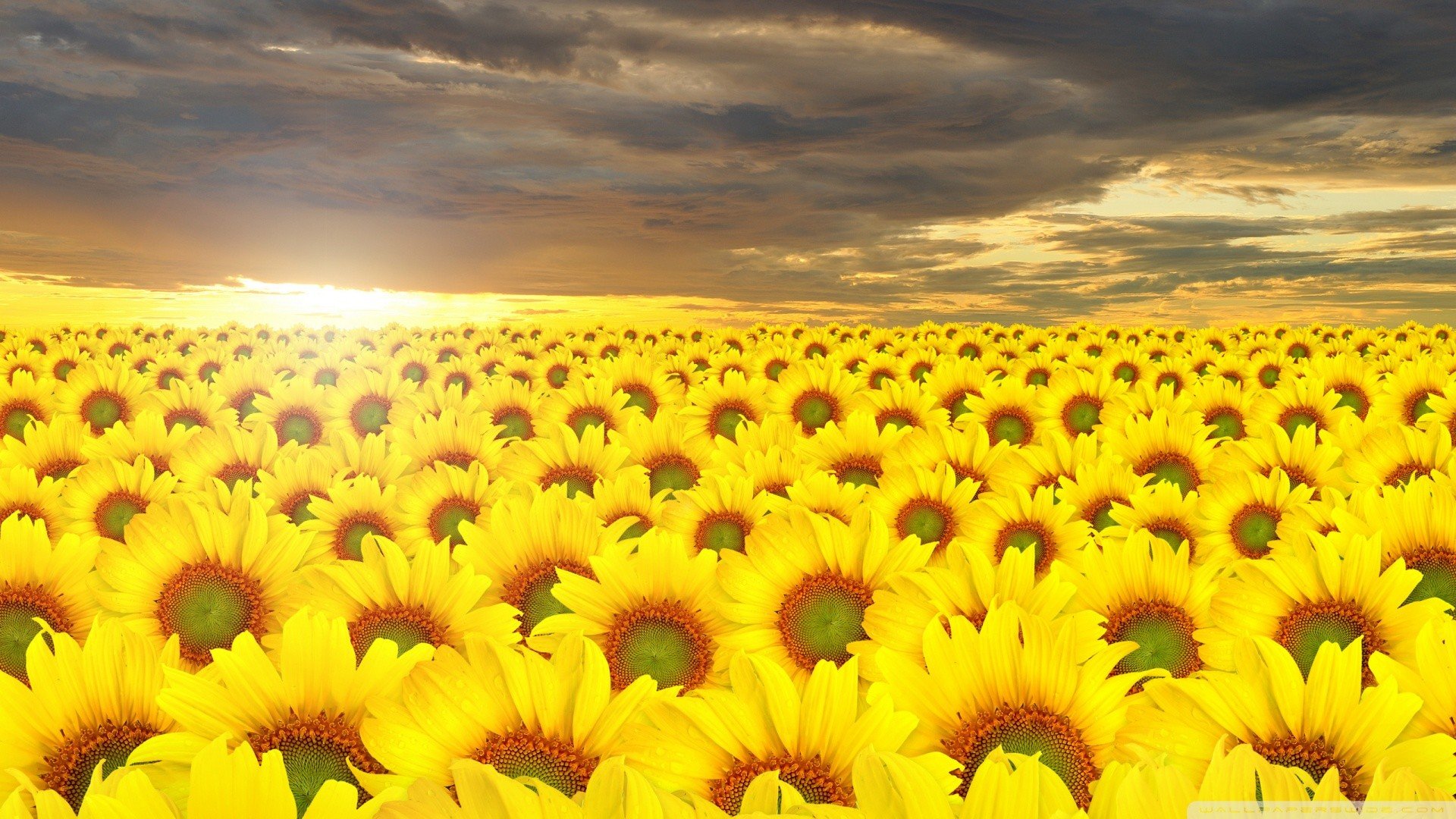Download 1080p Sunflower computer wallpaper ID:226571 for free