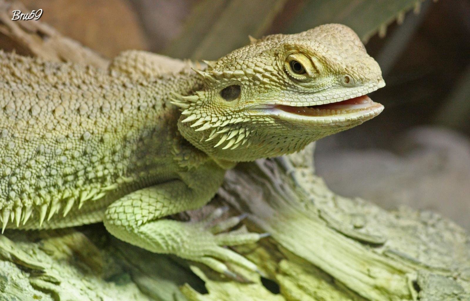 Best Bearded Dragon background ID:396838 for High Resolution hd 1600x1024 PC