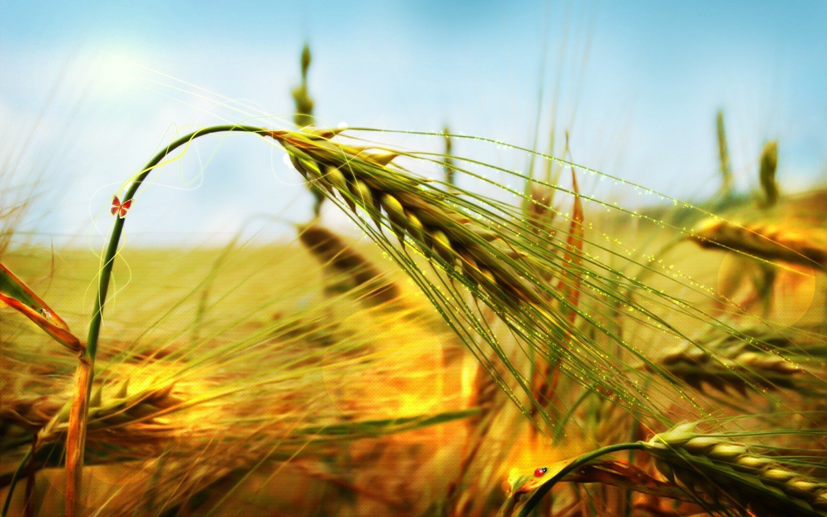 Free download Wheat background ID:392055 hd 1680x1050 for desktop
