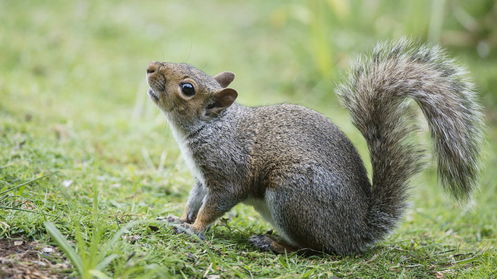 Best Squirrel background ID:311770 for High Resolution 1080p desktop