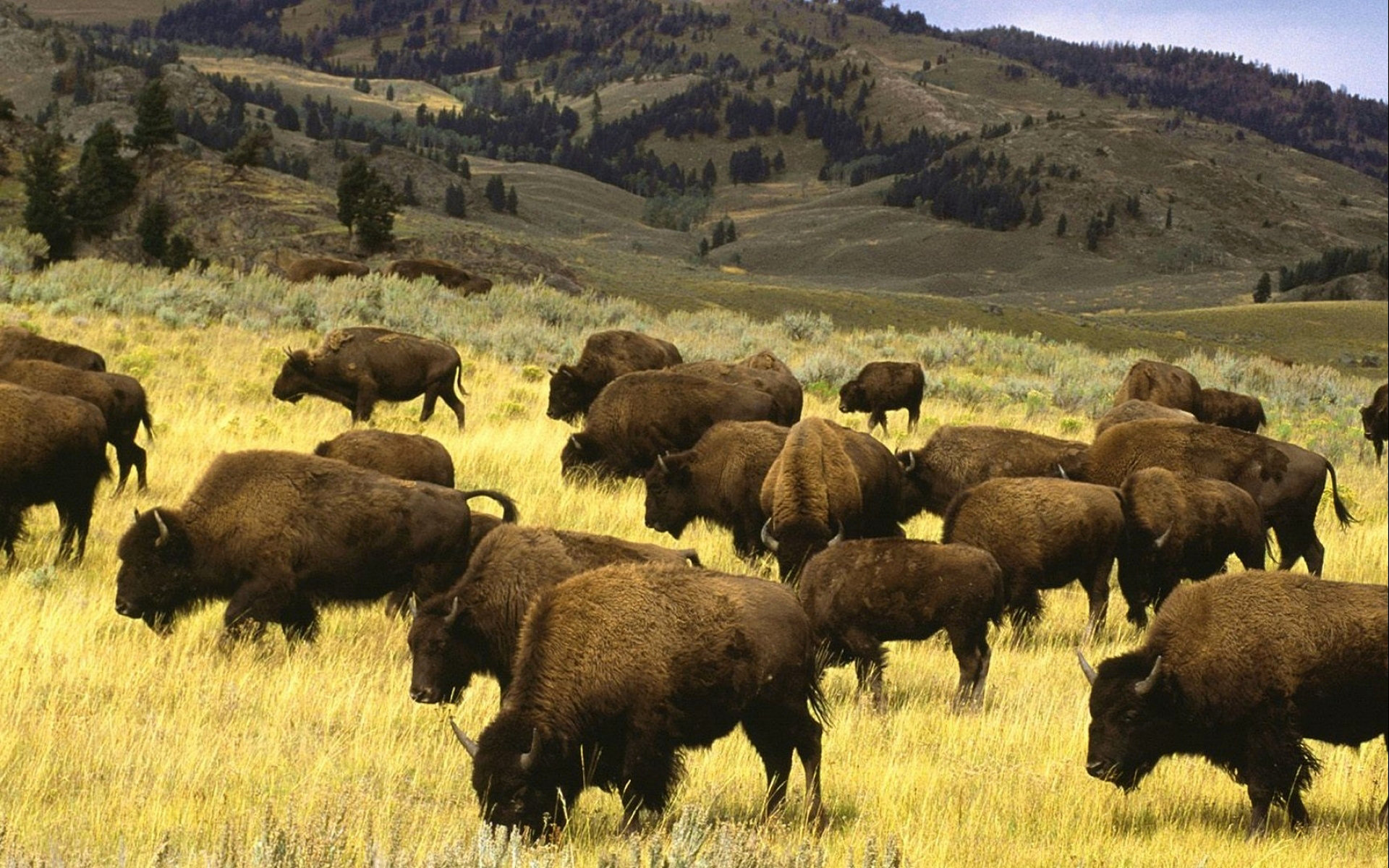 Best Bison wallpaper ID:130662 for High Resolution hd 1920x1200 computer