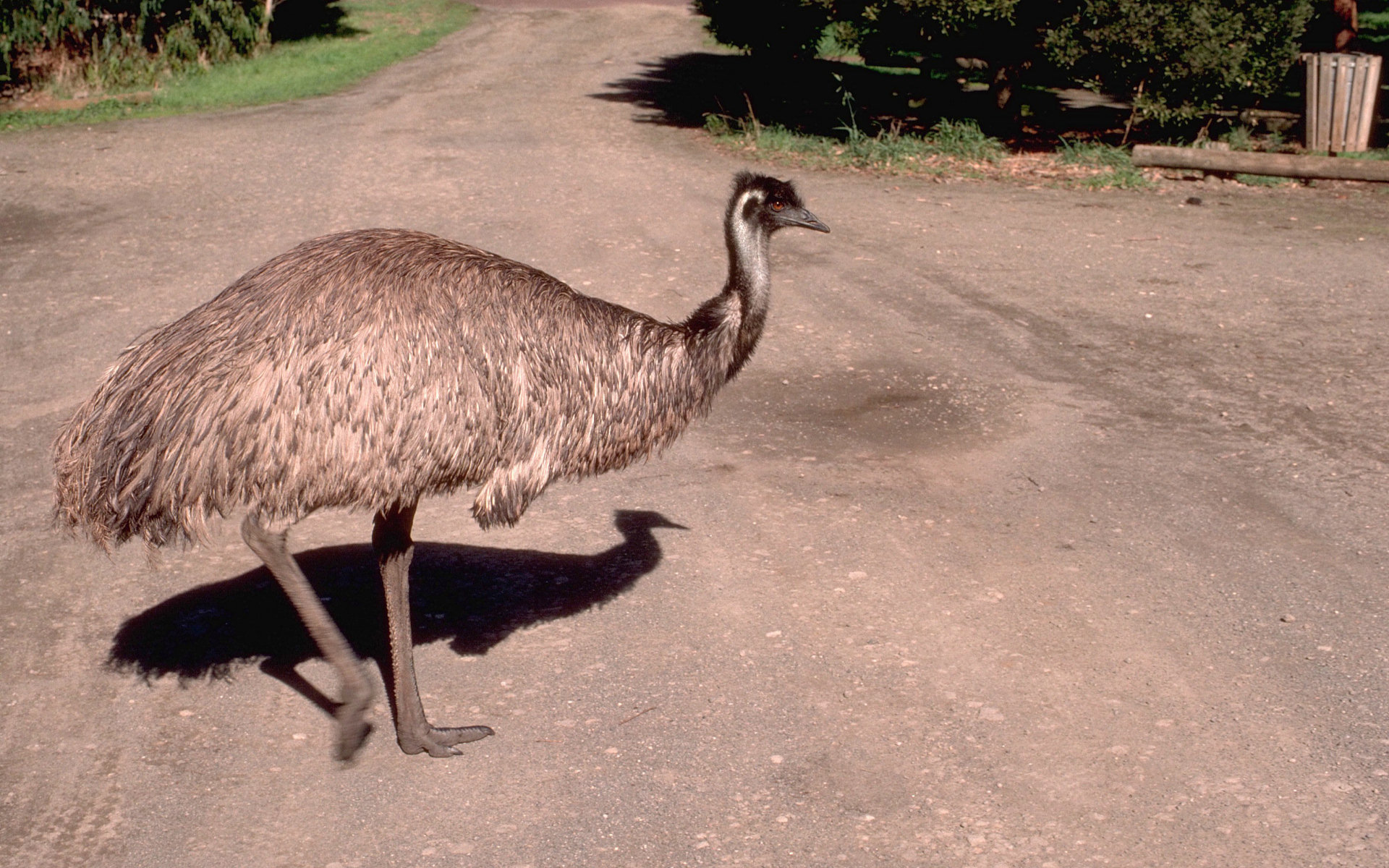 Free download Emu background ID:391632 hd 1920x1200 for computer