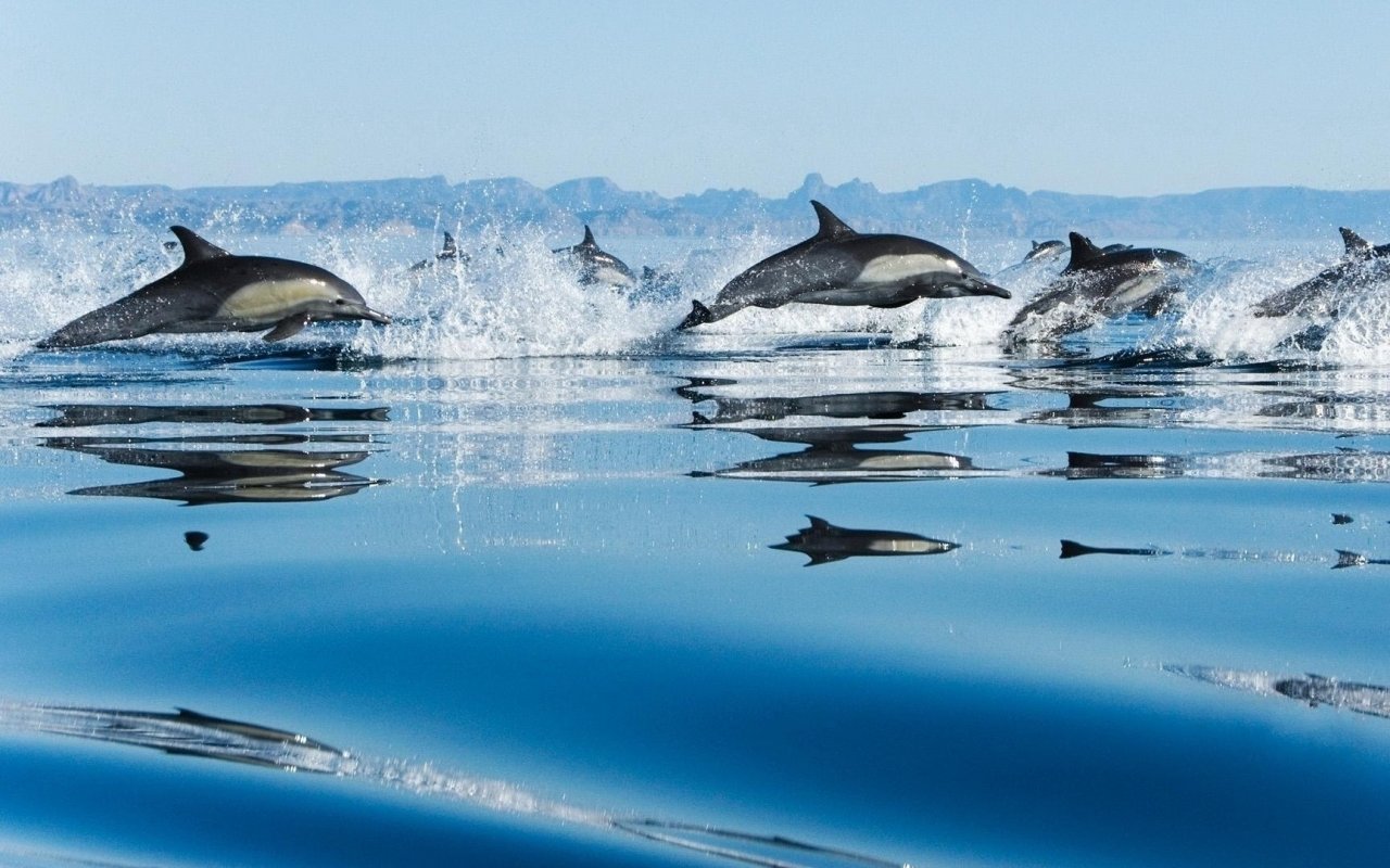 Awesome Dolphin free background ID:248374 for hd 1280x800 PC