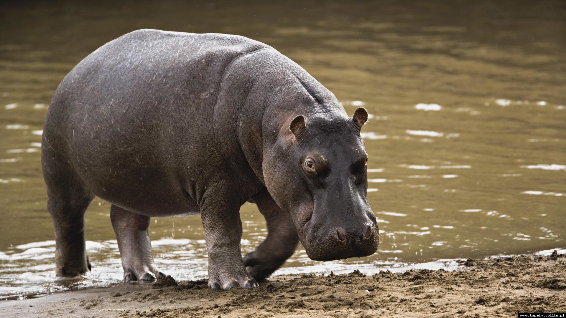 High resolution Hippo full hd 1920x1080 background ID:28835 for PC