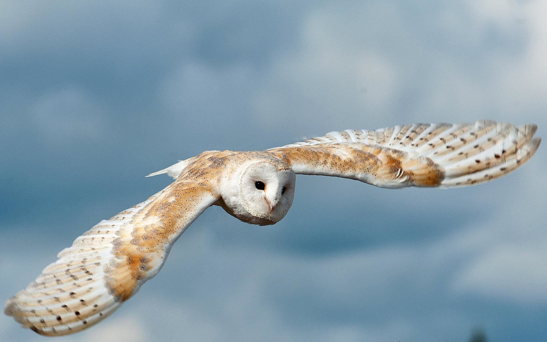 Free download Barn Owl background ID:81553 hd 1920x1200 for computer