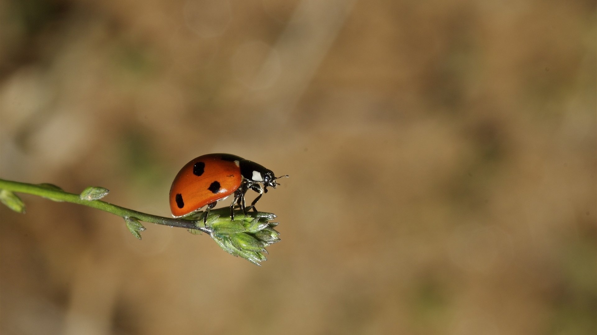 Best Ladybug background ID:270312 for High Resolution hd 1920x1080 computer