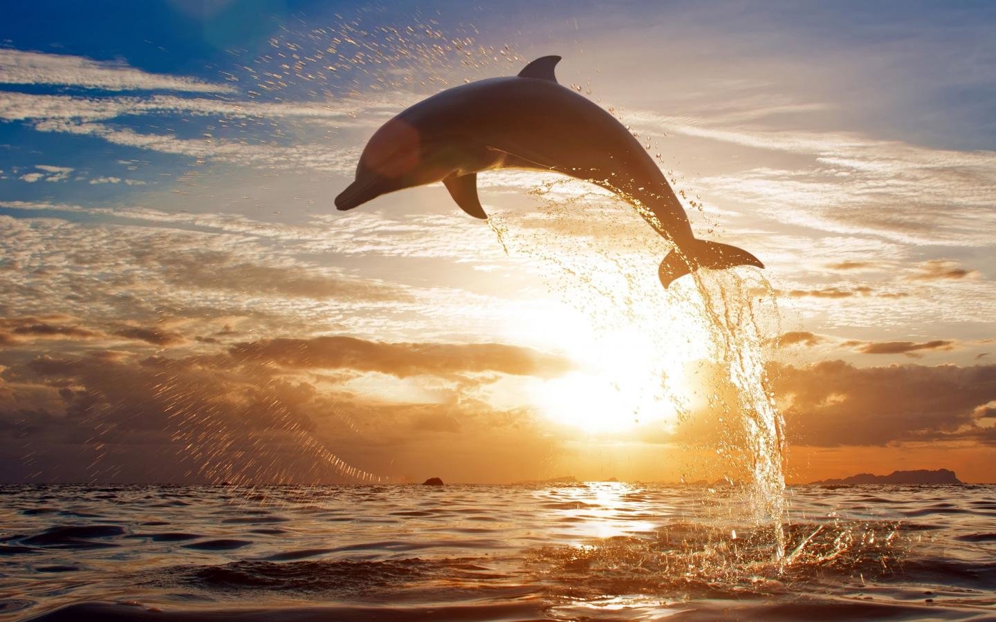 Awesome Dolphin free wallpaper ID:248298 for hd 1440x900 PC