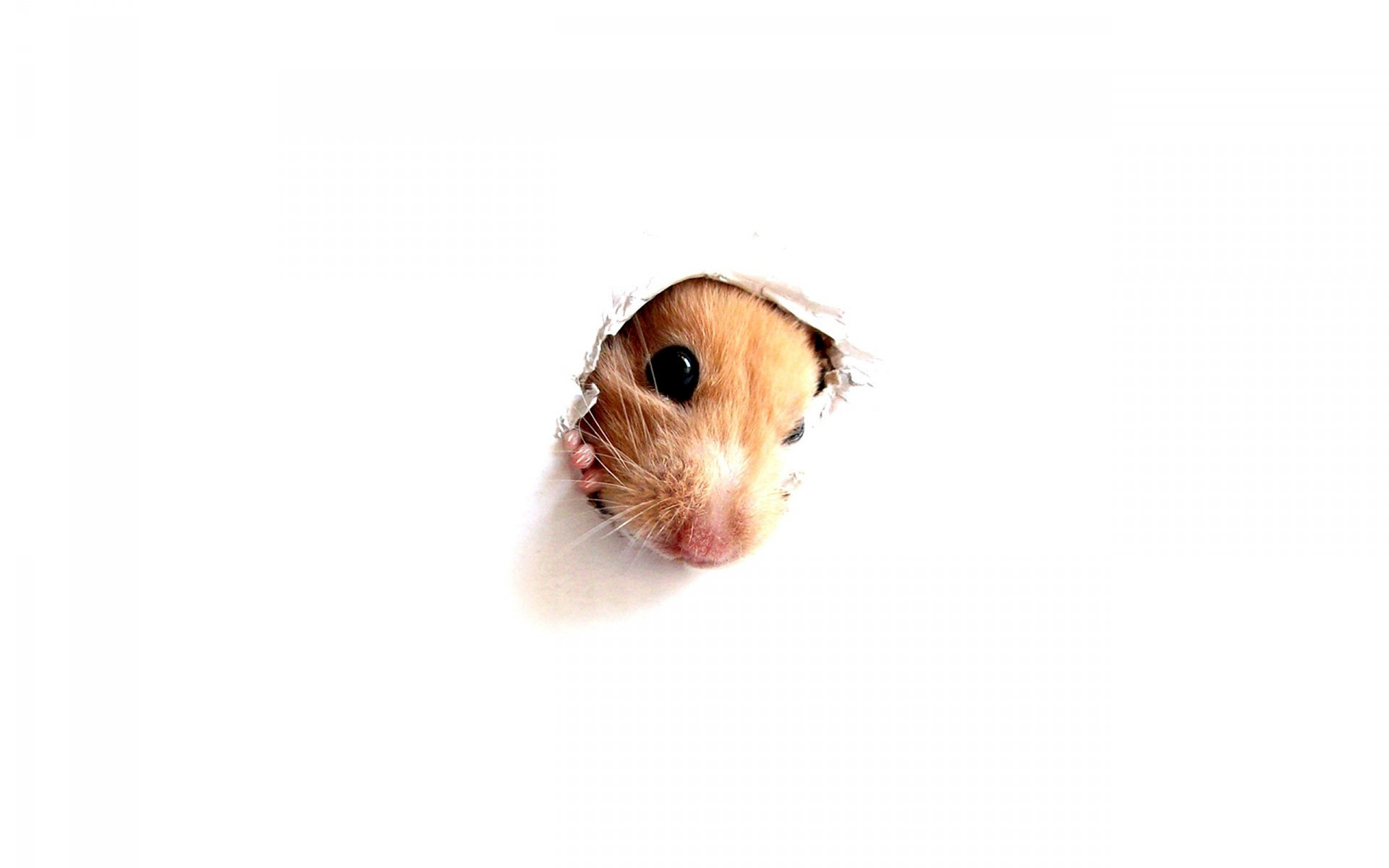 High resolution Hamster hd 1920x1200 background ID:234053 for PC