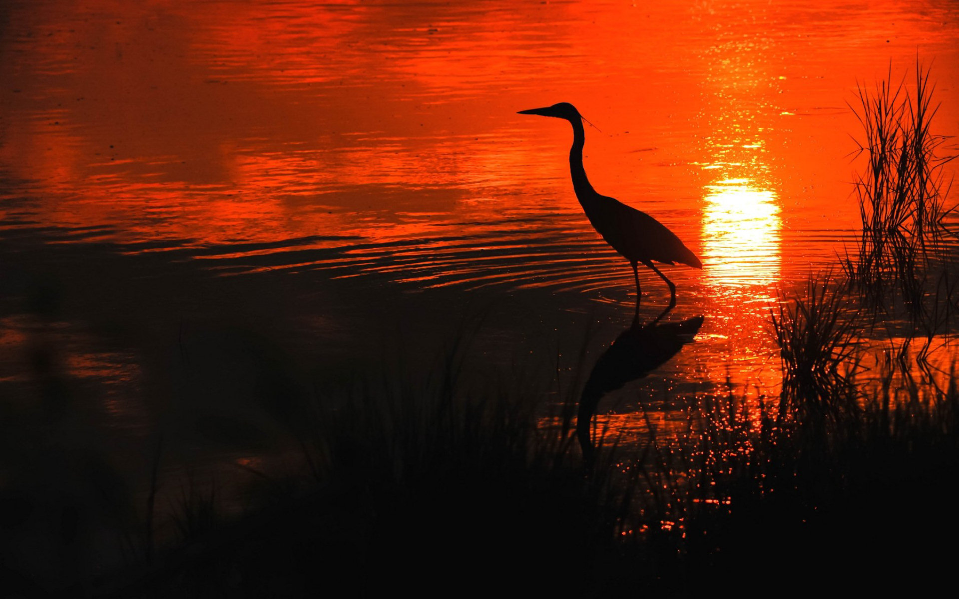 Download hd 1920x1200 Heron computer background ID:253415 for free