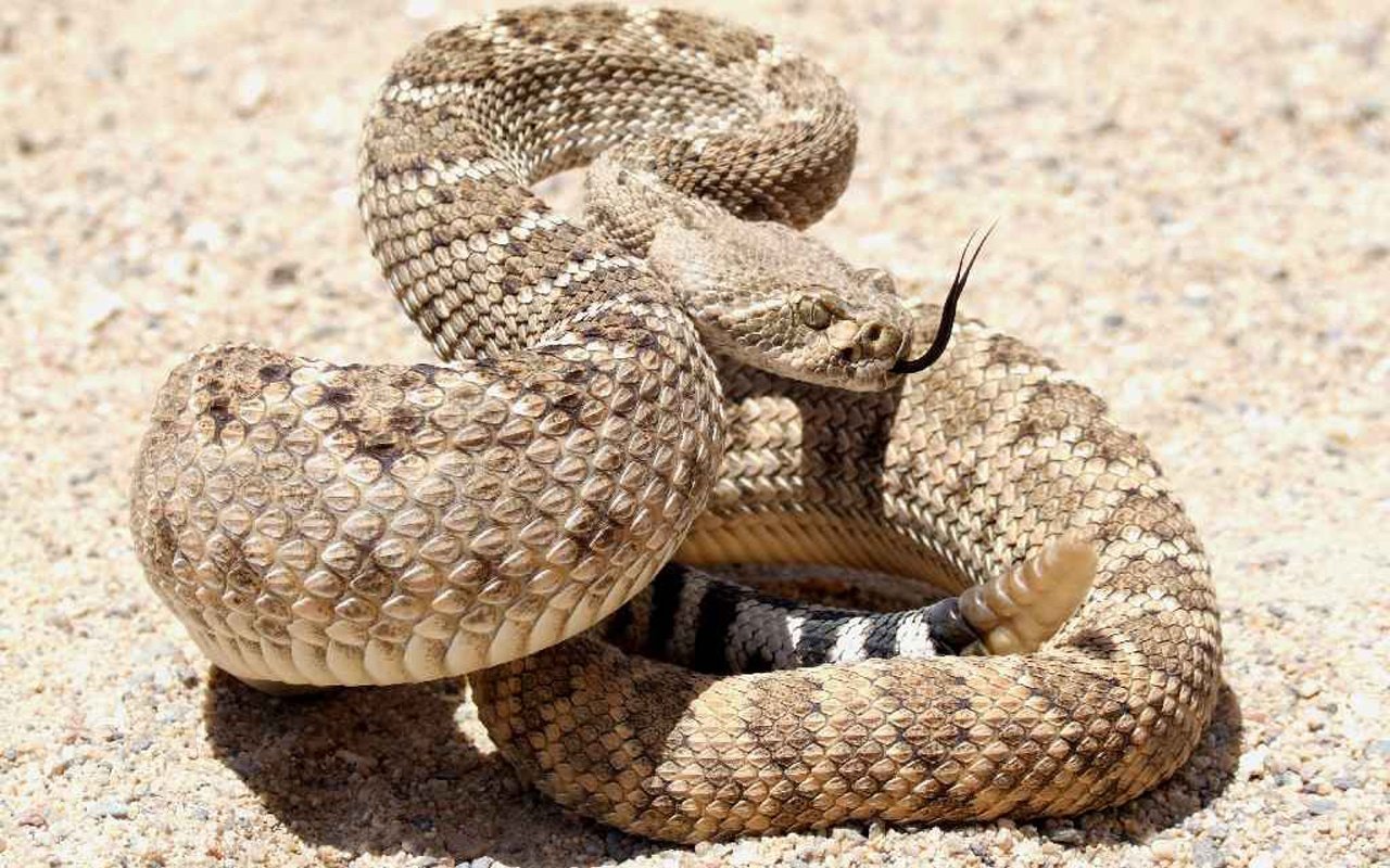 Best Rattlesnake background ID:353135 for High Resolution hd 1280x800 PC