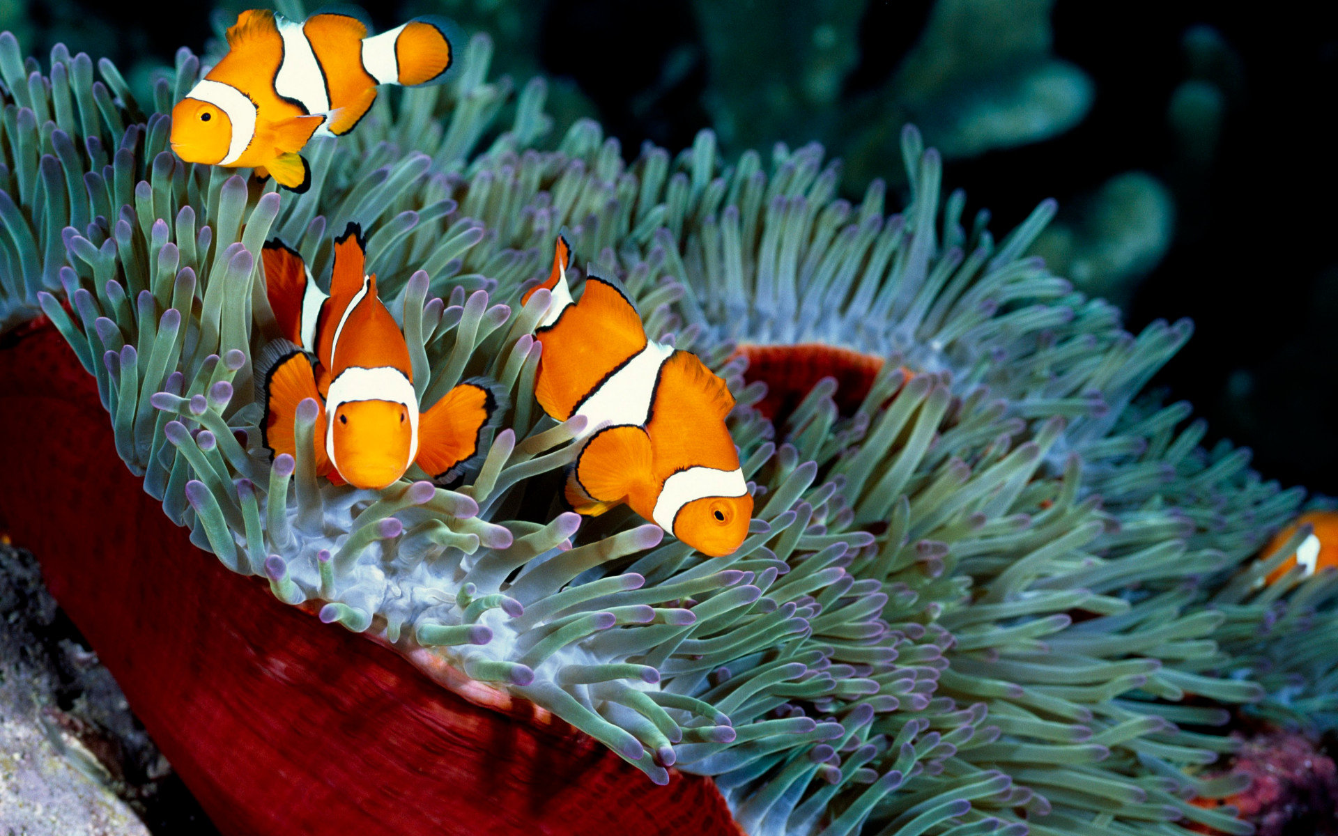 Awesome Clownfish free background ID:53227 for hd 1920x1200 computer