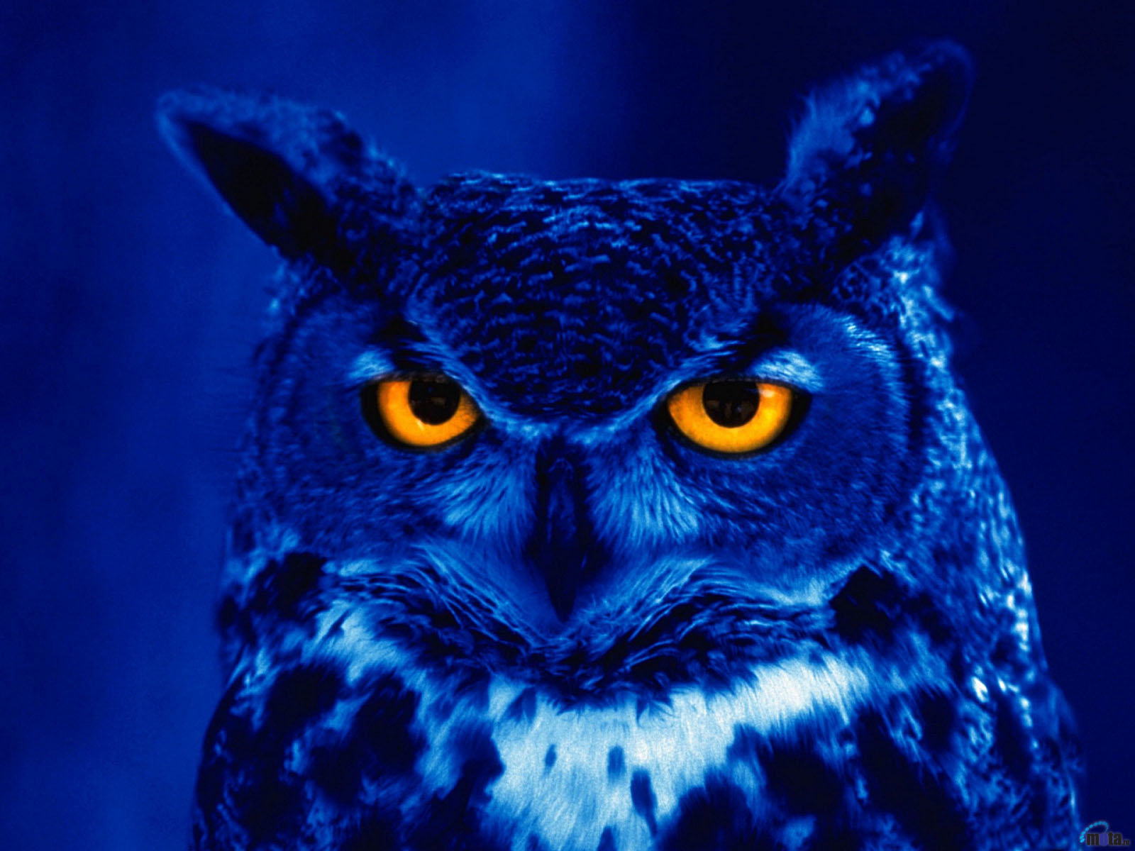 Awesome Great Horned Owl free background ID:297762 for hd 1600x1200 desktop