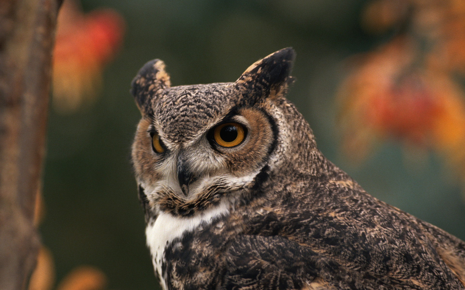 High resolution Great Horned Owl hd 1920x1200 wallpaper ID:297780 for computer
